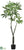 Pachira Aquatica Tree - Green - Pack of 2