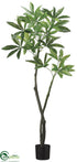 Silk Plants Direct Pachira Aquatica Tree - Green - Pack of 2