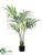 Kentia Palm Tree - Green - Pack of 2