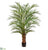 Areca Palm Tree - Green - Pack of 1