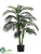 Golden Cane Palm Tree - Green - Pack of 2