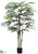 Raphis Palm Tree - Green - Pack of 4