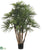 Rhapis Palm Tree - Green - Pack of 2