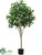 Shikiba Topiary Tree - Green - Pack of 2