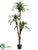 Dracaena Tree - Variegated - Pack of 2