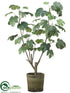 Silk Plants Direct Fig Plant - Green - Pack of 1