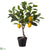 Lemon Tree - Yellow Green - Pack of 2