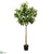 Lemon Tree - Yellow Green - Pack of 2