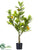 Lemon Tree - Green - Pack of 4