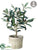 Silk Plants Direct Olive Tree - Green Burgundy - Pack of 6