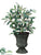 Olive Plant - Green Burgundy - Pack of 4