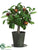 Pomegranate Tree - Red - Pack of 6