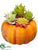 Succulent Pumpkin - Green Burgundy - Pack of 6