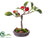 Rose Bonsai - Red - Pack of 4