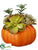 Succulent in Pumpkin - Green Burgundy - Pack of 6