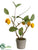 Lemon Tree - Yellow - Pack of 6