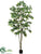 Ficus Tree - Green - Pack of 1