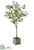 Olive Tree - Green - Pack of 1