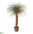 Desert Palm Tree - Green Beige - Pack of 1