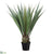 Agave Americana - Green - Pack of 1