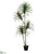 Yucca Tree - Green Burgundy - Pack of 1