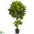 Silk Plants Direct Schefflera Artificial - Pack of 1