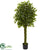 Silk Plants Direct Ficus Artificial Tree - Pack of 1