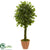 Silk Plants Direct Braided Ficus Artificial Tree - Pack of 1