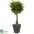 Silk Plants Direct Money Artificial Tree - Pack of 1