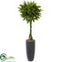 Silk Plants Direct Money Artificial Tree - Pack of 1