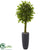 Silk Plants Direct Braided Ficus Artificial Tree - Pack of 1