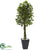 Silk Plants Direct Ficus Tree - Pack of 1