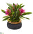 Silk Plants Direct Bromeliad Artificial Plant - Purple - Pack of 1