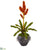 Silk Plants Direct Tropical Bromeliad Artificial Plant - Pack of 1