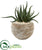 Silk Plants Direct Aloe Succulent Artificial Plant - Pack of 1