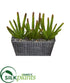 Silk Plants Direct Cactus Succulent Artificial Plant - Pack of 1