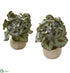 Silk Plants Direct Rex Begonia Artificial Plant in Stone Gray Planter - Pack of 2