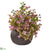 Silk Plants Direct Eucalyptus and Sedum Artificial Plant - Pack of 1