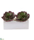 Silk Plants Direct Echeveria Succulent Artificial Plant - Pack of 1