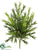 Apios Bush - Green - Pack of 24