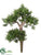 Cedar Bonsai - Green - Pack of 6