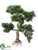 Cedar Bonsai - Green - Pack of 6