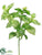 Basil Bush - Green - Pack of 24