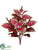 Coleus Bush - Beauty - Pack of 6