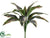 Cordyline Shrub Plant - Green Pink - Pack of 12