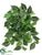 Coleus Bush - Green Cream - Pack of 6