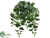 Swedish Ivy Hanging Bush - Green - Pack of 12