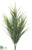 Dracaena Bush - Green White - Pack of 12