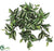 Wandering Jew Bush - Green White - Pack of 12