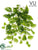 Outdoor Pothos Bush - Green Cream - Pack of 12